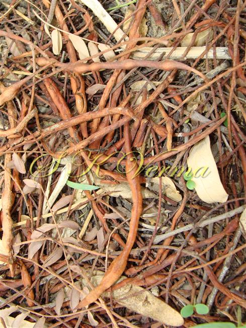  Legumes